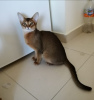 Дополнительные фото: Очень ласковый абиссинский котенок, абиссинские котята