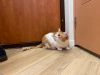 Дополнительные фото: Чудесный рыжий кот Бонечка ищет дом и любящую семью!