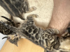 Фото №3. Шикарные бенгальские котята Şık Bengal yavru kedileri. Турция