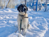 Дополнительные фото: Очень умная и благодарная собака Герда ищет семью!