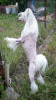 Фото №2 к объявлению №105362 о продаже китайскую хохлатую собаку - купить в Германии заводчик