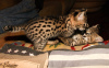 Дополнительные фото: котята каракат и саванна