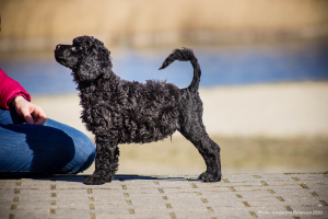 Фото №2 к объявлению №5626 о продаже португальскую водяную собаку - купить в США из питомника