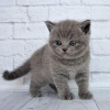 Фото №3. Продаются британские короткошерстные котята. Германия