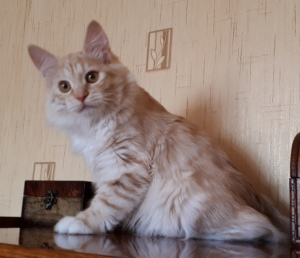 Фото №3. Котенок - кошка Курильского бобтейла. Россия