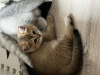 Фото №3. Предлагаются к резерву,котята британской короткошерстной. Польша