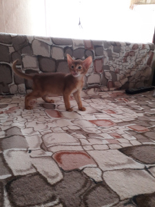 Фото №3. Абиссинский котенок. Беларусь