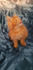 Фото №3. В наличии породистые котята мейн-кун.. Нидерланды