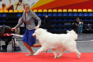 Фото №3. Питомник предлагает Пиринейской горную собаку.  Россия