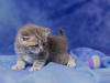 Дополнительные фото: Шотладские котята продажа