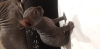 Дополнительные фото: Чистокровные котята Канадского сфинкса от гранд-интерчемпиона