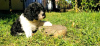 Дополнительные фото: CAVAPOO трехцветный щенок