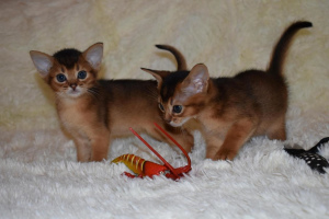 Дополнительные фото: Предлагаю для резервирования Абиссинских котят яркого дикого окраса, 1,5 месяца