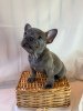 Фото №3. Adorable French bulldog Puppies for free adoption.  Германия