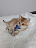 Фото №3. Шотландский золотой котенок. Польша