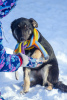 Фото №3. Добрый щенок-мальчик Барон в добрые руки.  Россия