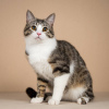 Дополнительные фото: Котик Бенни, ласковый и умный, в добрые руки.