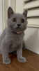 Фото №3. Британский короткошерстный котенок. Италия