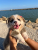 Дополнительные фото: I sell Pembroke corgi puppies