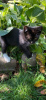 Фото №3. Электровеник- черно-белый котенок.. Россия