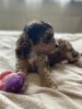 Дополнительные фото: Puppies of a Chinese crested dog