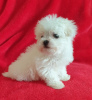 Фото №3. Cute Maltese puppies available for free adoptoin.  Германия