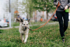 Фото №3. Нежнейшая собака Мира верит, что её заметят!.  Россия