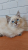 Дополнительные фото: Котята породы Сибирские и Невские маскарадные