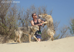 Фото №2 к объявлению №4052 о продаже чехословацкую волчью собаку - купить в России из питомника