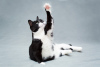 Дополнительные фото: Очаровательная черно-белая кошечка Мила с сердечком на лапке ищет самых