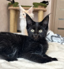 Фото №3. Чисто черный котенок Мейн-Кун. Россия