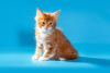 Дополнительные фото: Котята мейн-кун от родителей тяжёлых линий