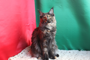 Дополнительные фото: Мейн-кун, котята от Одесского питомника Kato-Gardanto