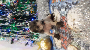 Фото №4. Продажа китайскую хохлатую собаку в Сургуте заводчик - цена договорная