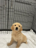 Фото №3. Beautiful golden retriever for free adoption.  Германия