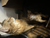 Дополнительные фото: РуддиСомалийские длинношерстные котята