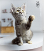 Фото №3. Мейн-кун кошка STARKS MELANY. Россия