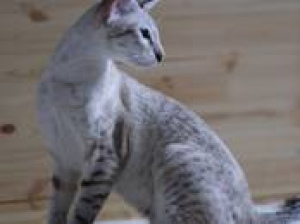 Фото №2 к объявлению №722 о продаже ориентальная кошка - купить в Беларуси частное объявление, заводчик