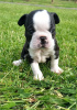 Фото №3. Adorable Boston Terrier Puppies for free adoption.  Германия