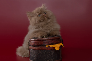 Дополнительные фото: Шотландские котята - циннамоновый мальчик хайленд-страйт