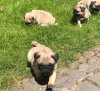 Фото №3. Cute pug puppies available for free adoption.  Германия