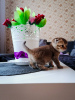 Фото №3. Шотланские вислоухие котята. Беларусь