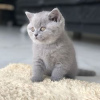 Фото №3. Cute British-shorthair kitten for frr adoption. Германия