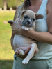 Дополнительные фото: Puppies for sale Very cute French bulldog puppies