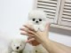 Дополнительные фото: Cute Pomeranian puppies for free adoption