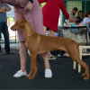 Дополнительные фото: Pharaoh Hound Puppy Boy