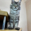 Фото №3. mainecoon kittens for free adoption. Германия