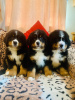 Дополнительные фото: Cute Bernese Mountain puppies for free adoption