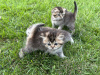 Дополнительные фото: Шотландские котята - Scottish fold и Scottish straight