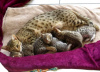 Дополнительные фото: Лицензированные котята саванны F1, F2, F3, F4, F5 доступны